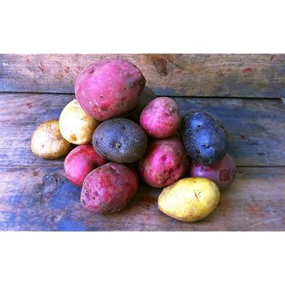 Color-Mix-Seed-Potato-Mix-Speciality-Potato-Blue-Red-Yellow-White-Excellent 1 Lb