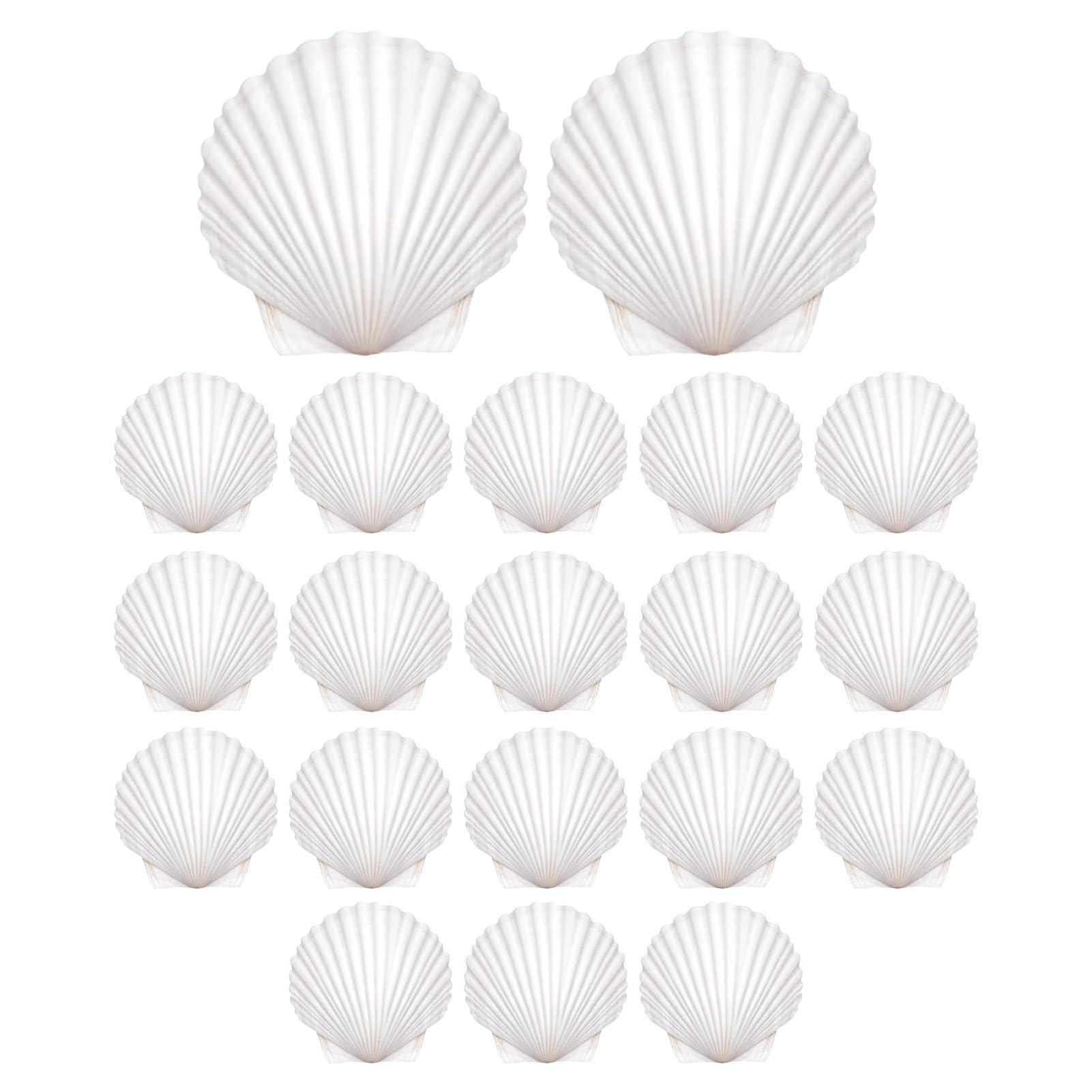 Conchas marinas para manualidades sin imperfecciones ideales para pintura limpia y decoupage