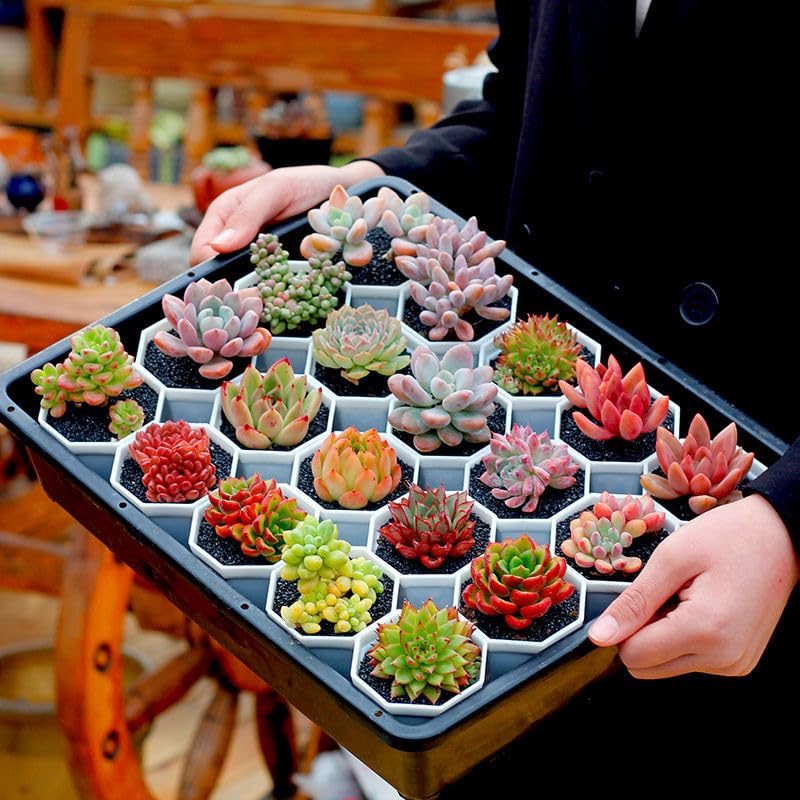 多肉植物　寄せ植え　韓国苗　特大 韓国苗 多肉植物 特大 エケベリア ギフト 14苗セット【SP16】 - メルカリ