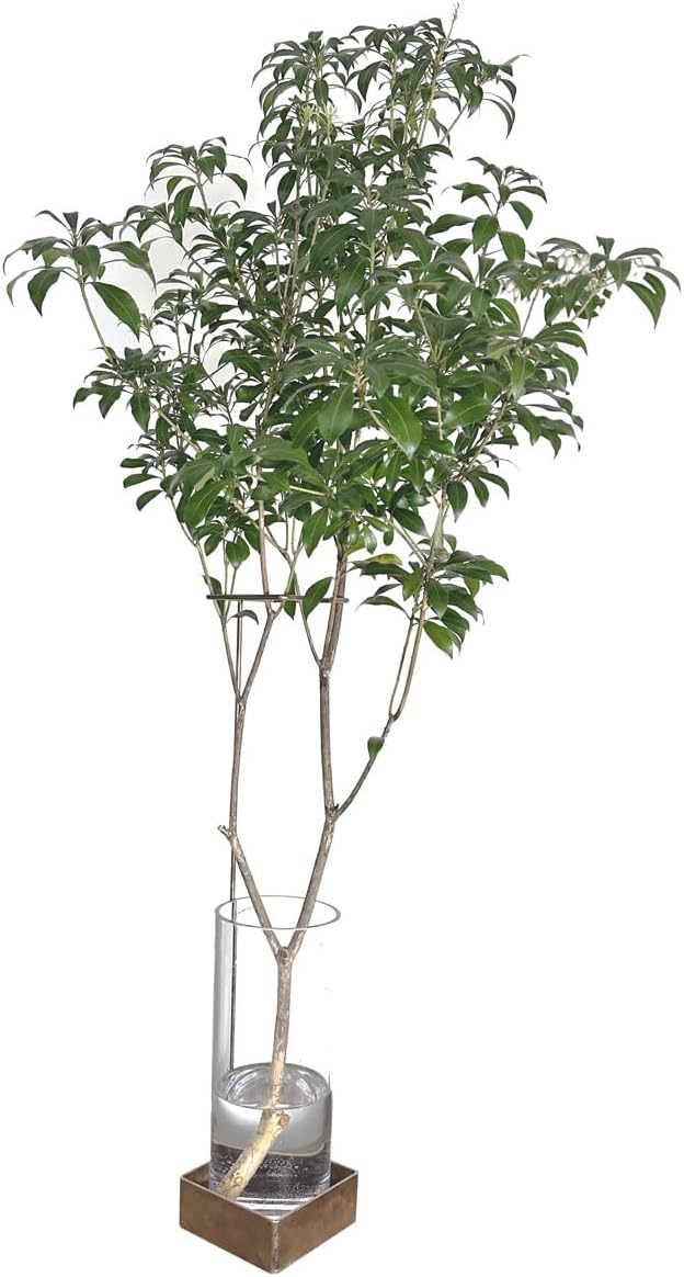 観葉植物】カラテア 選べる10種 3.5寸鉢 カラテア・トリオステアタ 観葉植物】カラテア 選べる10種 3.5寸鉢 カラテア・トリオステアタ