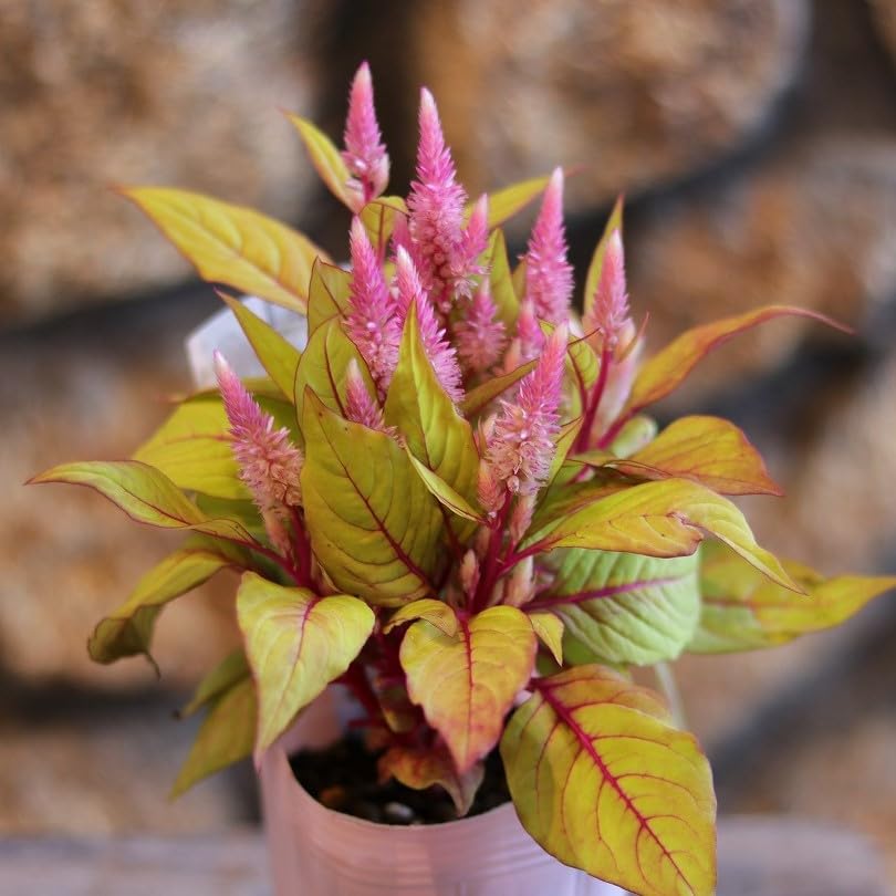 Amazon.co.jp: セロシア イエローテイル 3〜3.5号ポット苗 1株販売