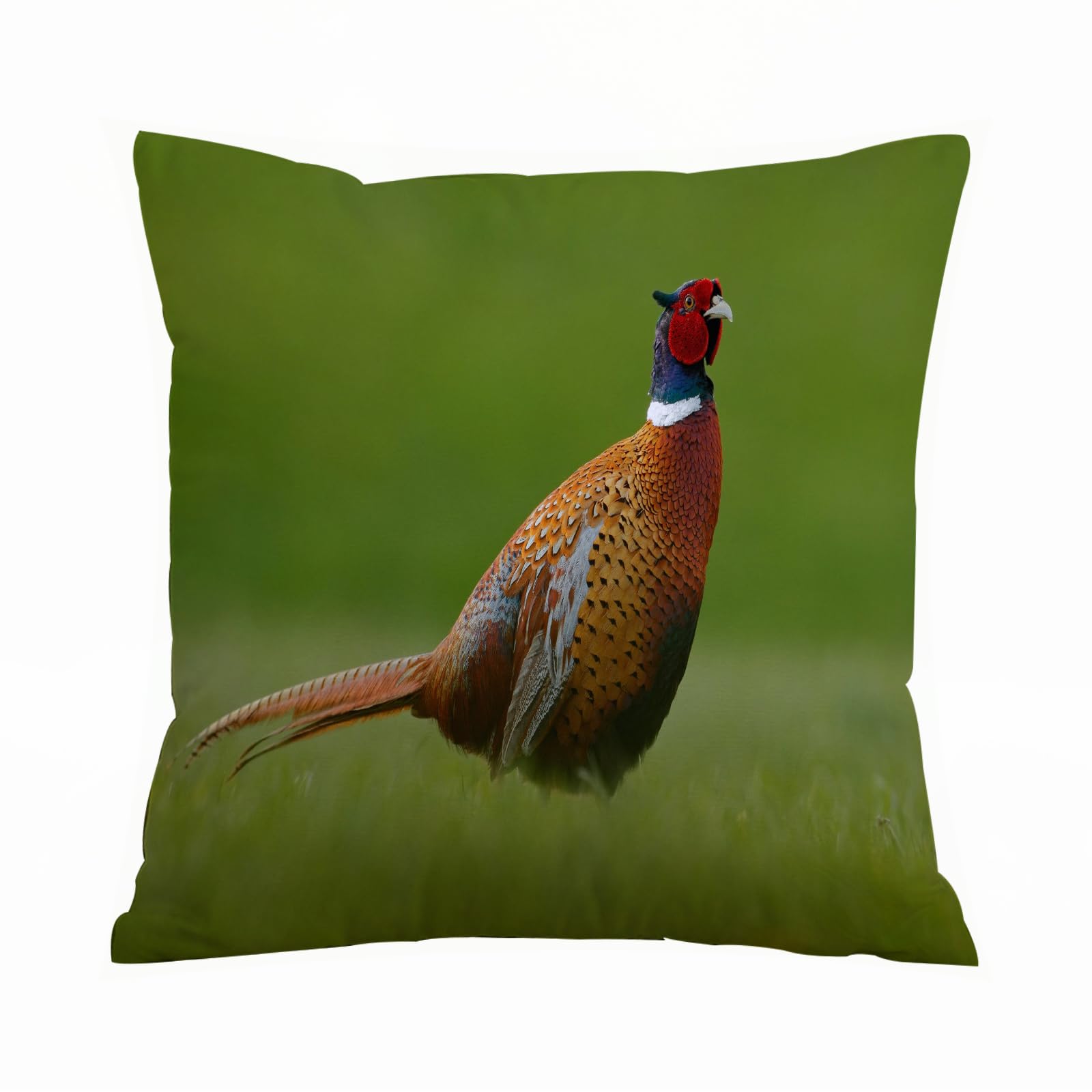 ERRTU Throw Pillow Case Pillowcase Square Printed Cushion Cover for Living Room Sofa Couch Bed Car,Common Pheasant bird with long tail on the green grass ow animal in the nature habitat Czec,18x18 in