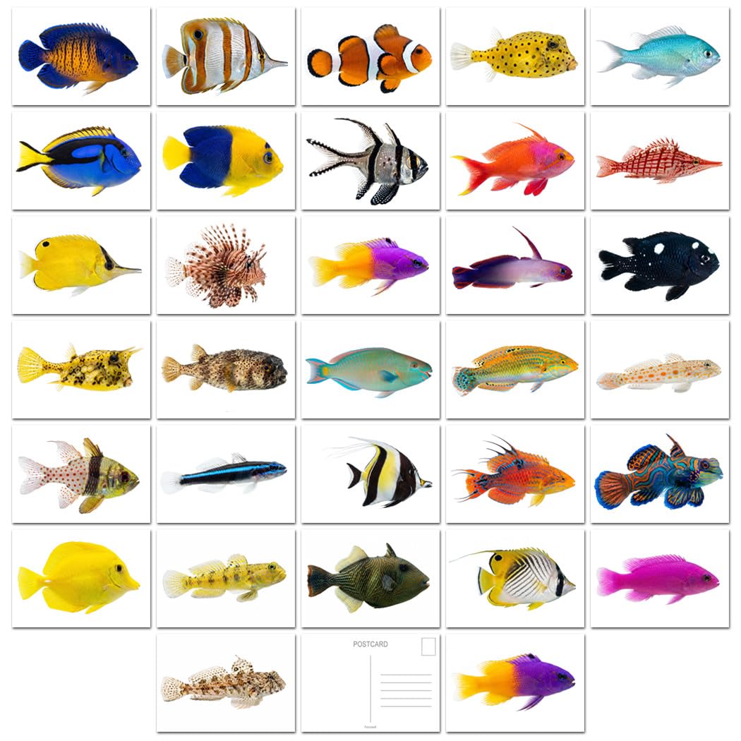 Felicitas Marine Fish Postcard Pack - 32 Popular Tropical Reef Fish - A6