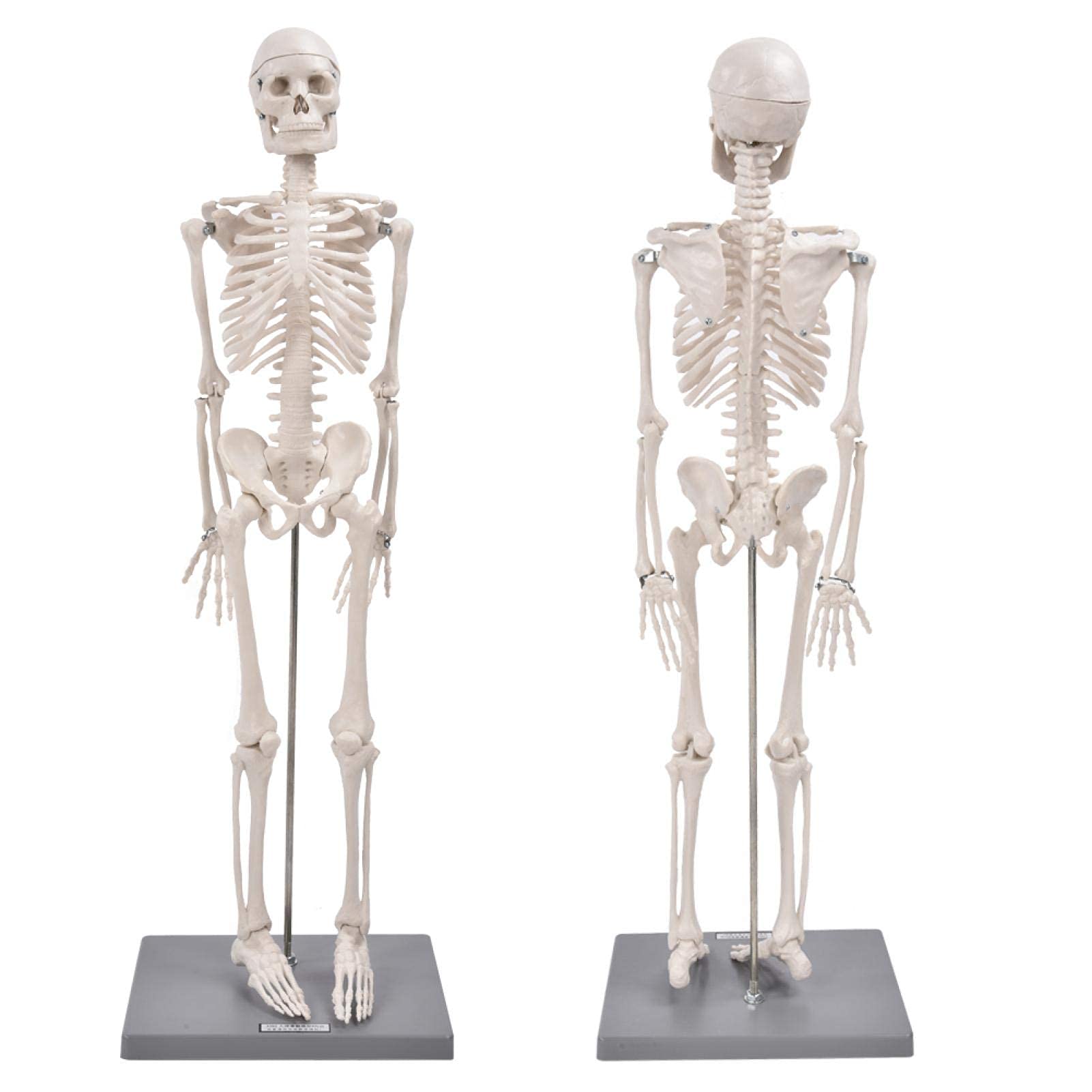 Modelo de esqueleto humano - Modelo de esqueleto de réplica anatómica de 85 cm Incluye base y varilla de soporte - Herramienta de ayuda para la enseñanza visual de enseñanza anatómica