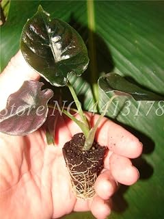 Pinkdose 2018 New Garden Alocasia Macrorrhiza Plants of Flowers Bonsai Giant Elephant Ear Taro Dishlia Flower Garden Plants 50 Pcs/Pack
