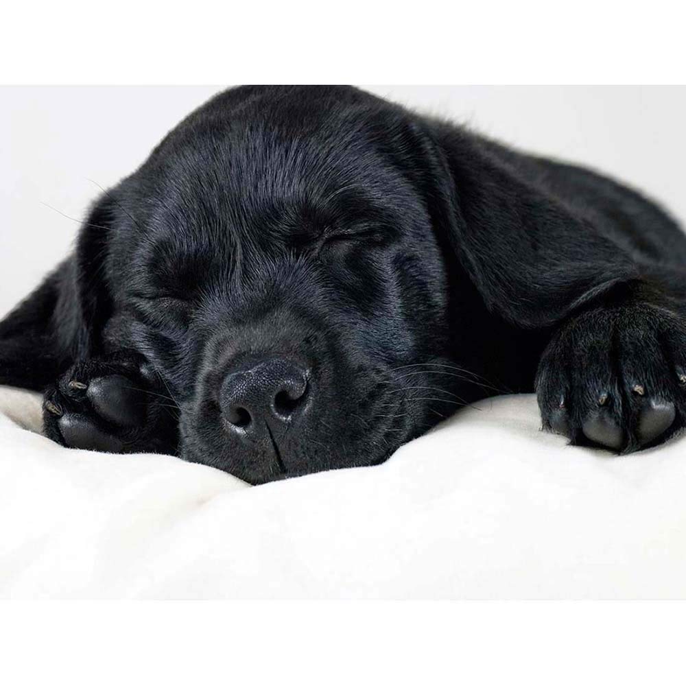 Wee Blue Coo Labrador Retriever Black Puppy Art Print Poster Wall Decor 12X16 Inch
