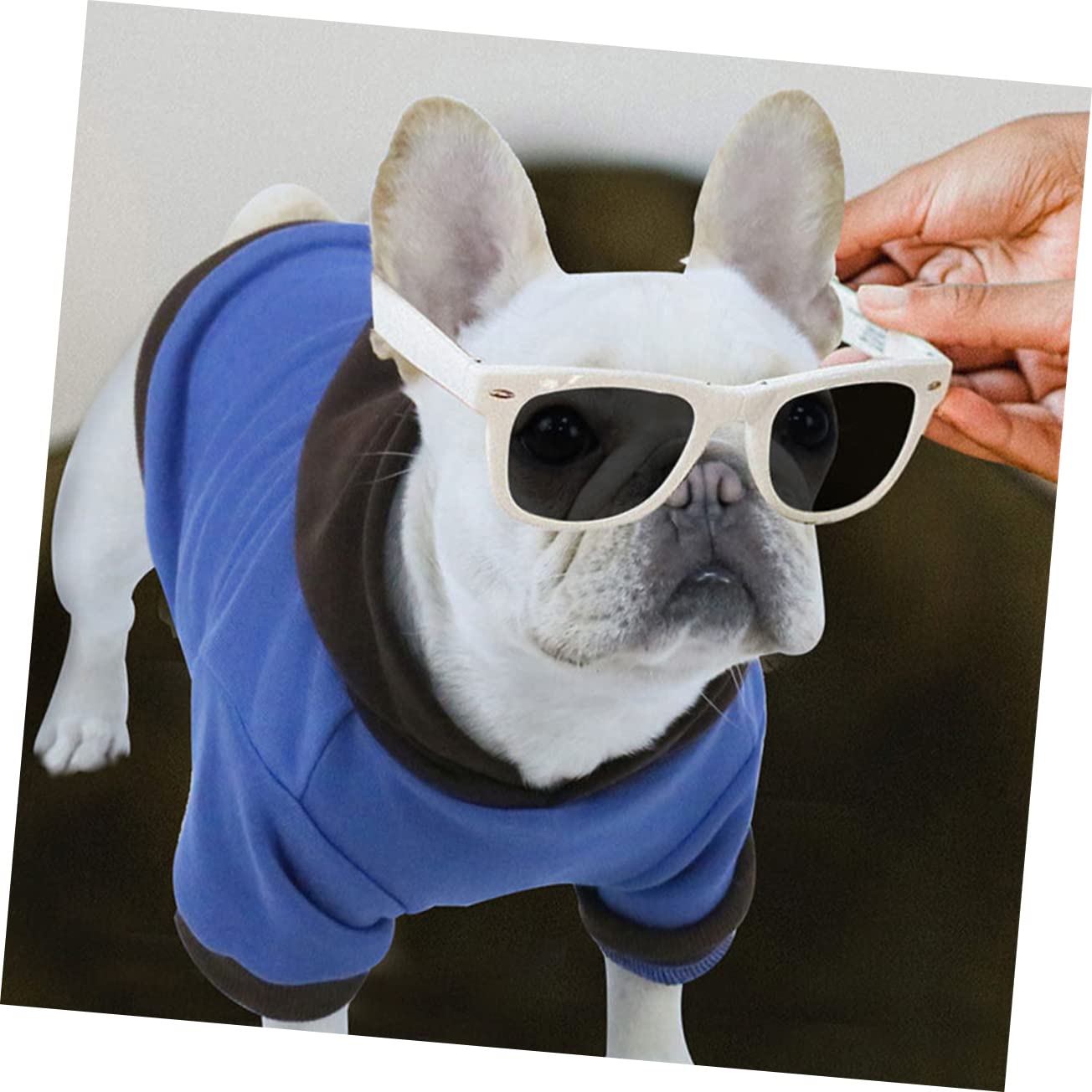 POPETPOP 5 Pezzi Adorabile Cucciolo Giacca Cane Felpa Traspirante Caldo Abbigliamento Per Animali Domestici Cucciolo Cappotto Per Esterni