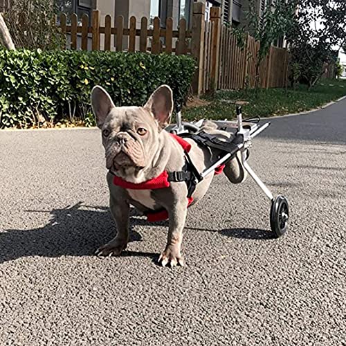 Soulager les pattes arrière du chien avec ce fauteuil roulant
