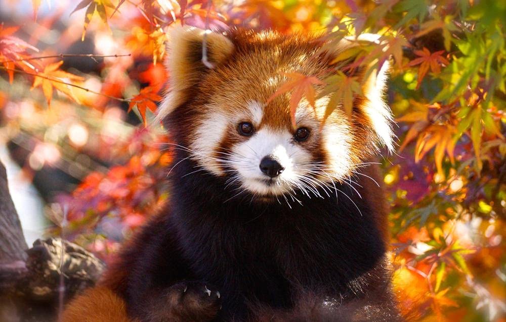 Children's Puzzle 1000 Pieces, Cute Red Panda Under Leaves Puzzle DIY Collectibles Modern Home Decor 38x26CM