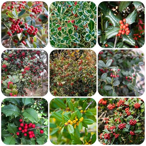 semillas de árboles resistentes al invierno sostenible Plantas medicinales balcón árboles floreciente Plantación de montaña plantas perennes 350pcs