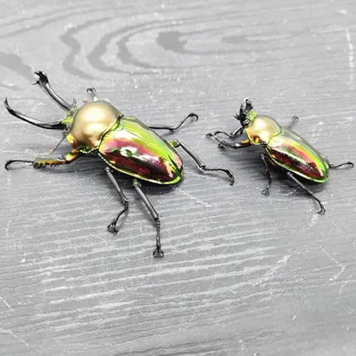 ニジイロクワガタ オスメス ペア飼育セット(オス:60ミリup / メス:フリー)[クワガタ クワガタムシ 昆虫 虫 国産 飼育 セット 夏休み 自由研究 鹿嶋市 茨城県](KBY-13)