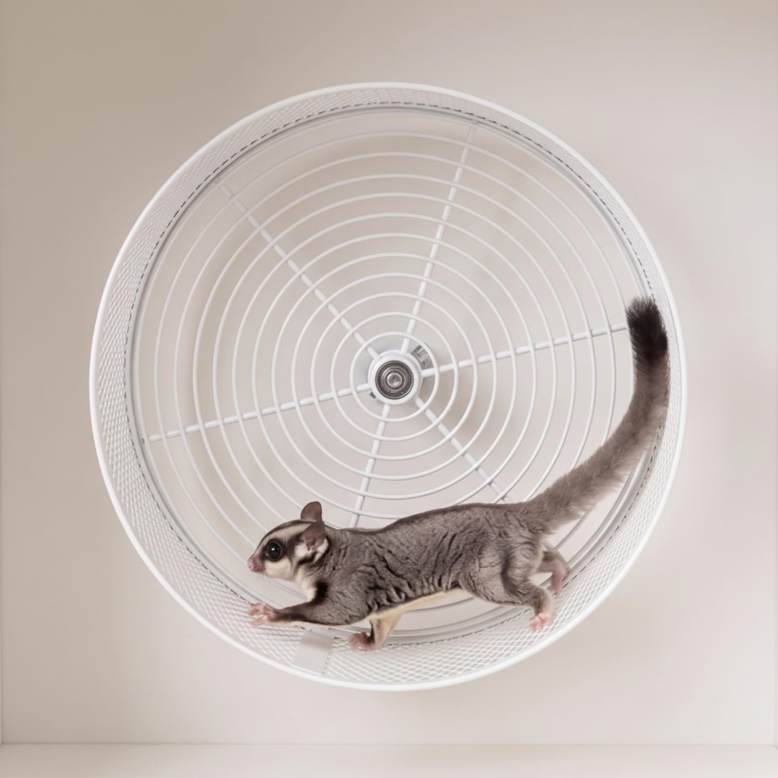 Roue pour Hamster Silencieux, Noir, 28 Cm | Multifonctionnel, Roue Course pour Rongeur, Inoxydable, parc, Hamsters, Écureuils