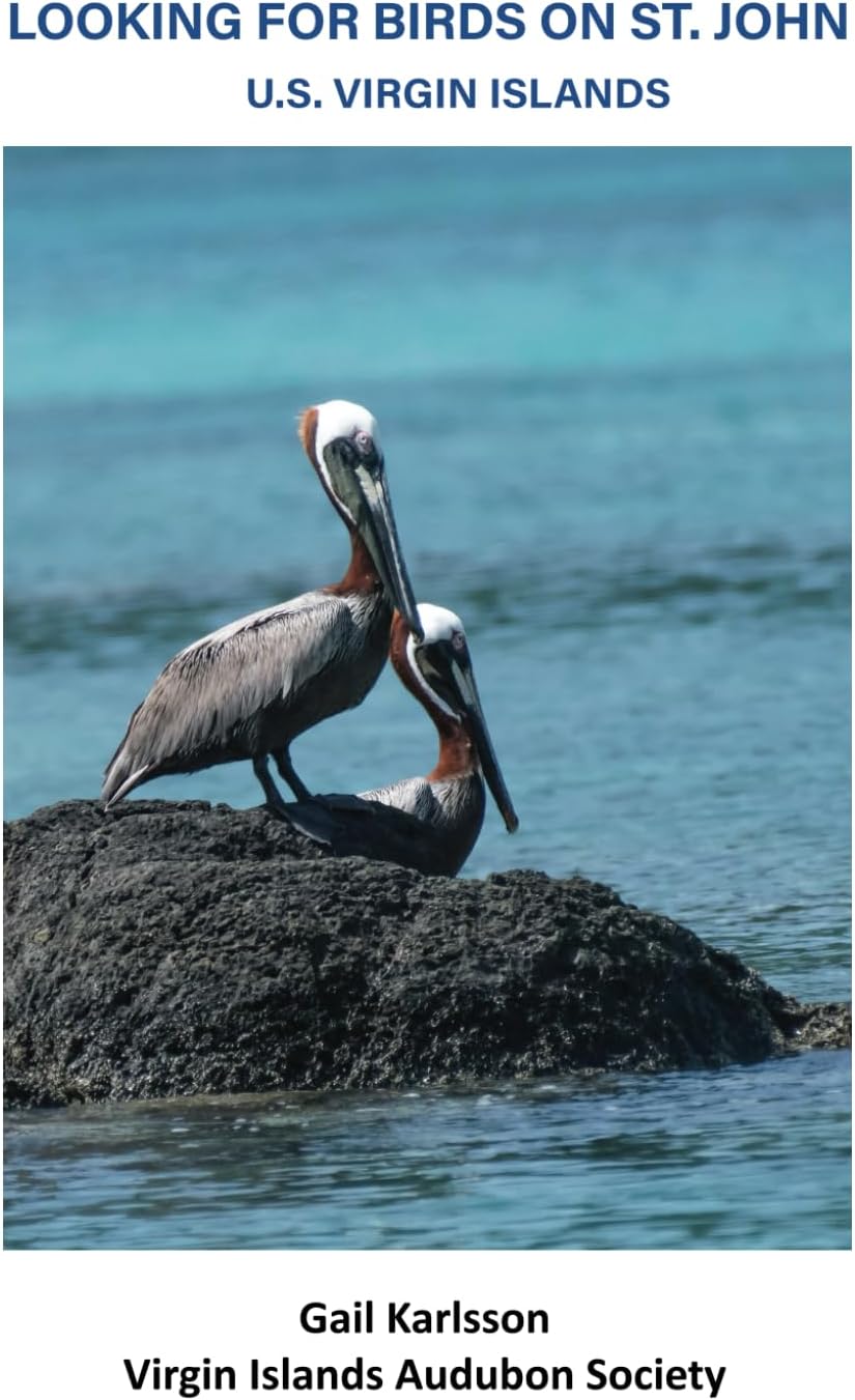 Looking For Birds On St. John, U.S. Virgin Islands