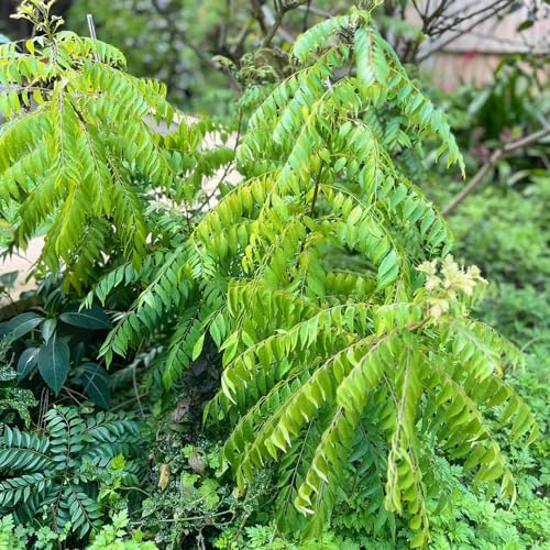 hojas curry - jardín interior trepadora decoración interior verdes semillas Parterres 100pcs