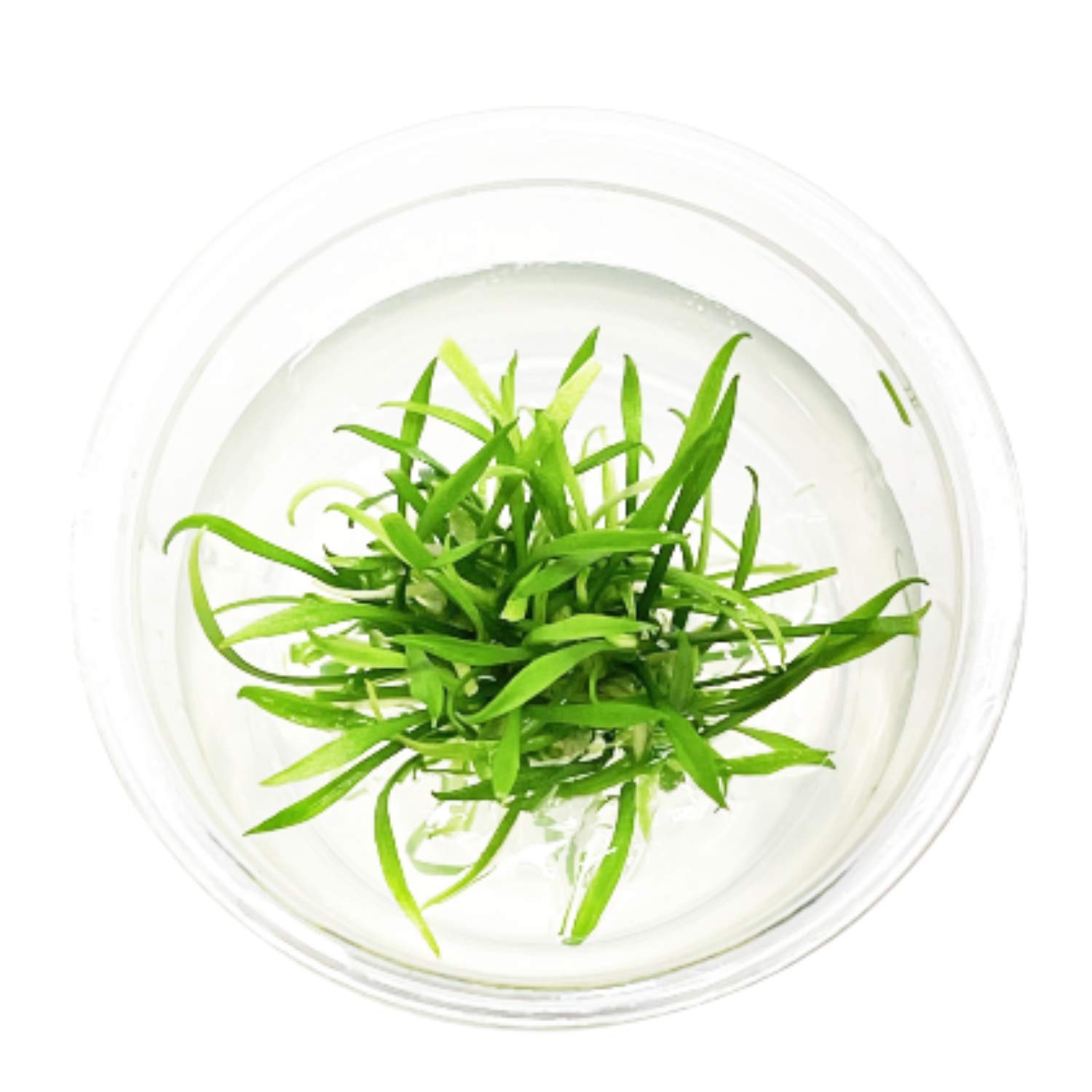 Cryptocoryne Parva Tissue Culture Live Aquarium Plant Tropical Freshwater Decorations BUY2GET1FREE