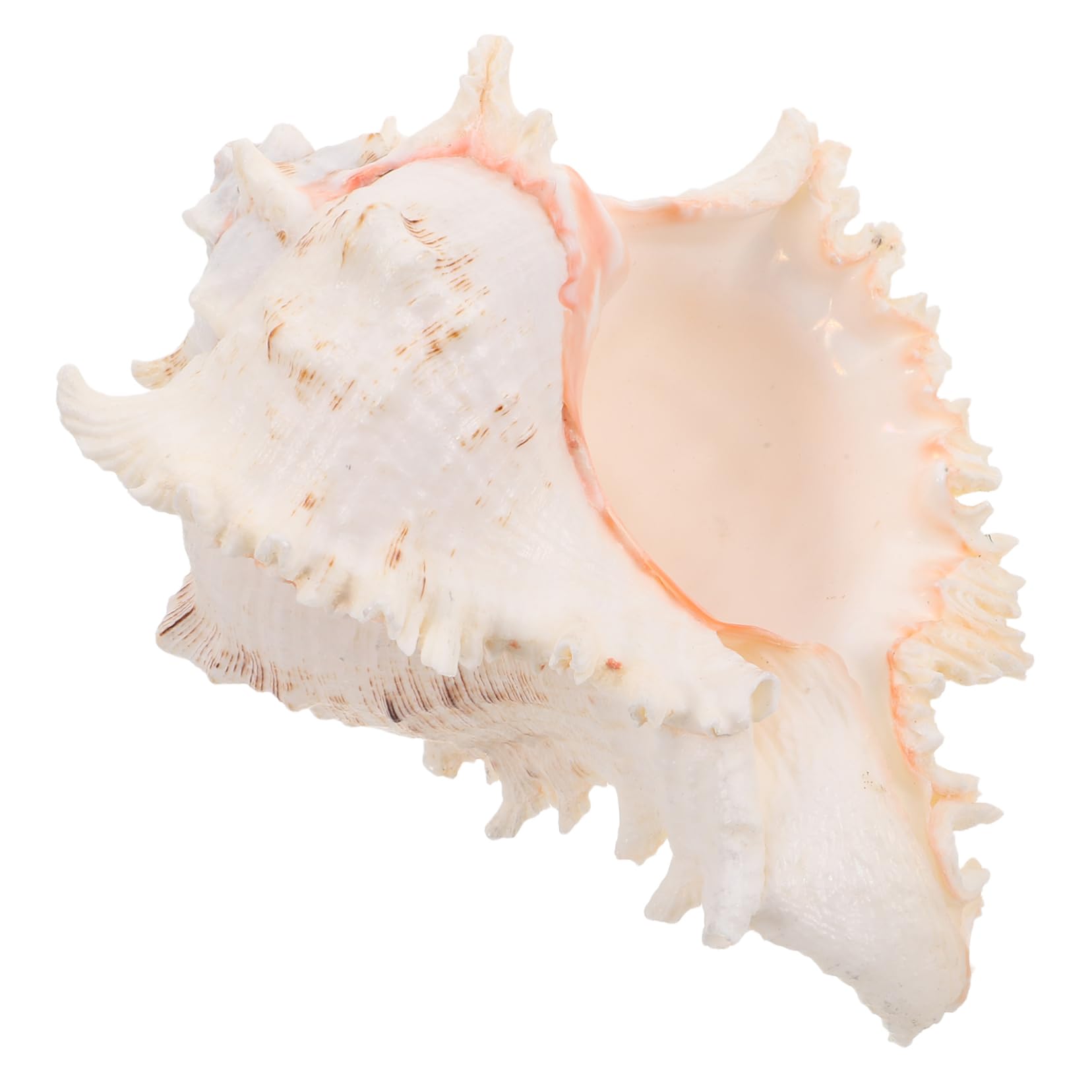 MAGICLULU Large Natural Conch Shell Home Decor Unique Seashell Ornament for Vases Wedding Beach Theme Aquarium Decoration Coastal Craft Shell Accessory
