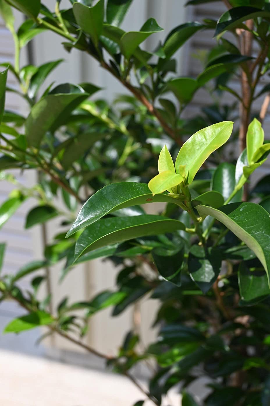本榊（2.0メイトルサイズ） Amazon.co.jp: 榊大苗 サカキ苗 本榊 さかき植木1本 : DIY・工具・ガーデン