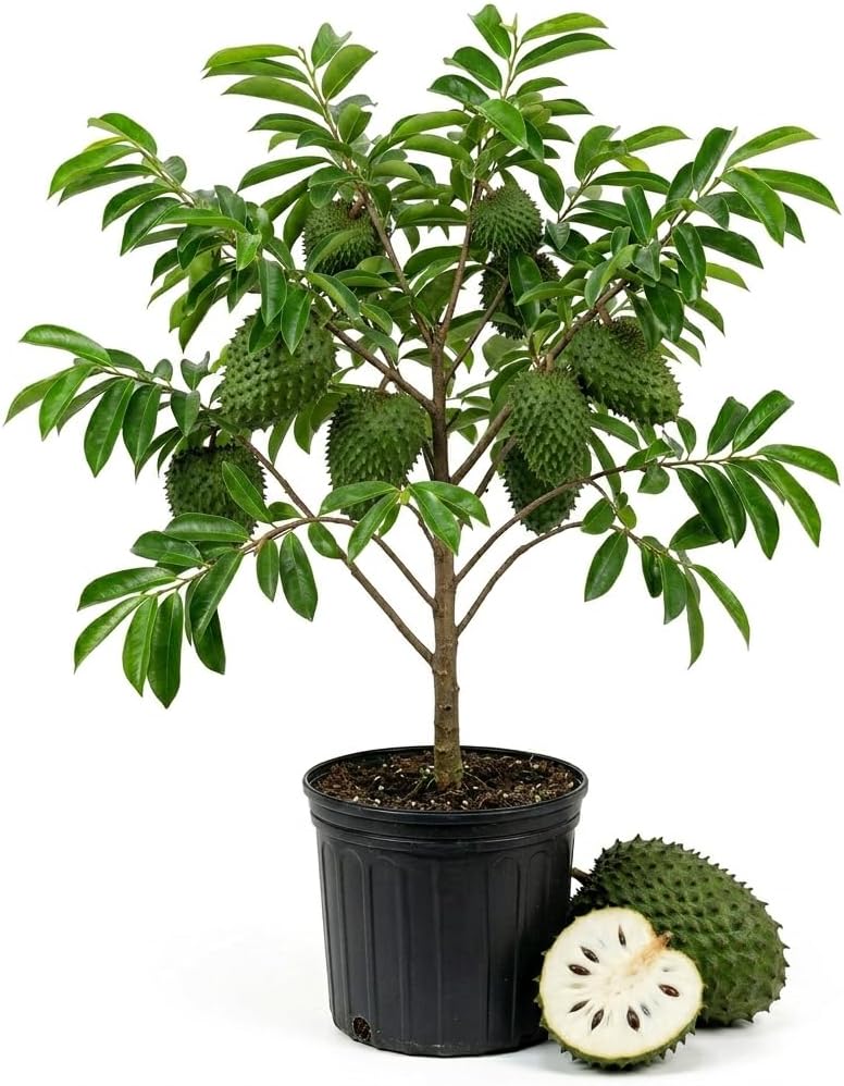 Live Soursop Tree Plant Guanabana Fruit Tree Annona Muricata Plant - 2-3 Feet Tall Gallon Pot- No Ship CA