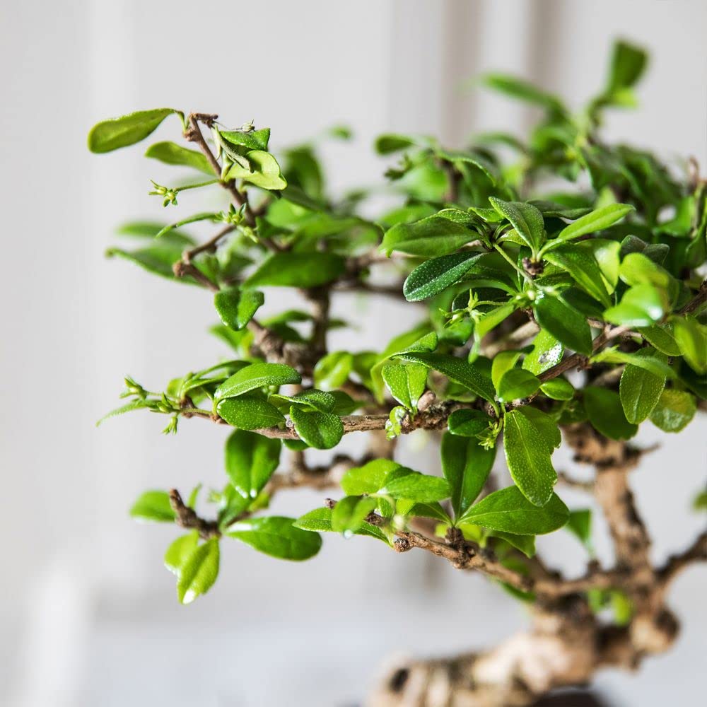 Bonsai Carmona Plante d'intérieur Fabrication Française Artisanale Cadeau