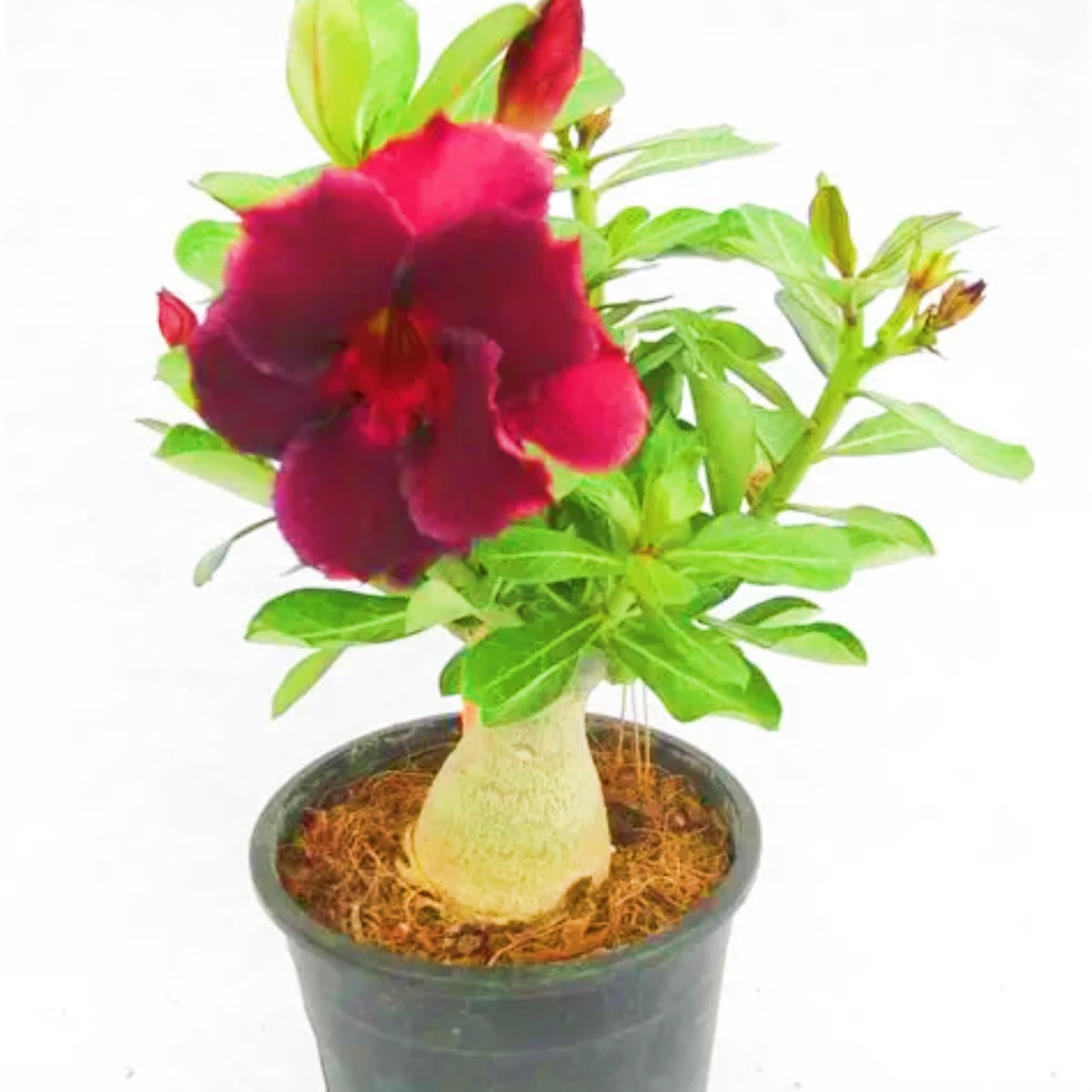 Bloom Year After Year Desert Rose Bulbs Desert Rose Plant Perfect for The Garden-Landscaping-Excellent Displays-1bulbs-b