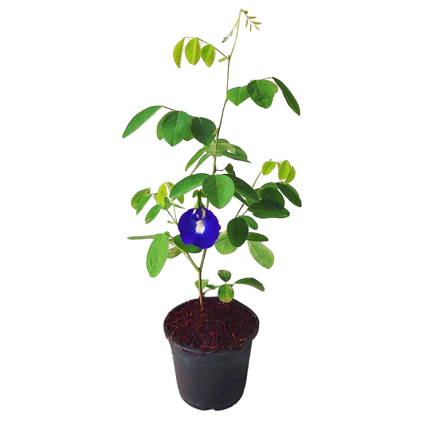 Delorea Live Blue Double high yield Flowering Aparajita, Clitoria Ternatea,Mor plant, Asian Pigeonwings, Butterfly Pea Flower Plant - 1 Live Plant (B097KJBYH5) Amazon Price History, Amazon Price Tracker