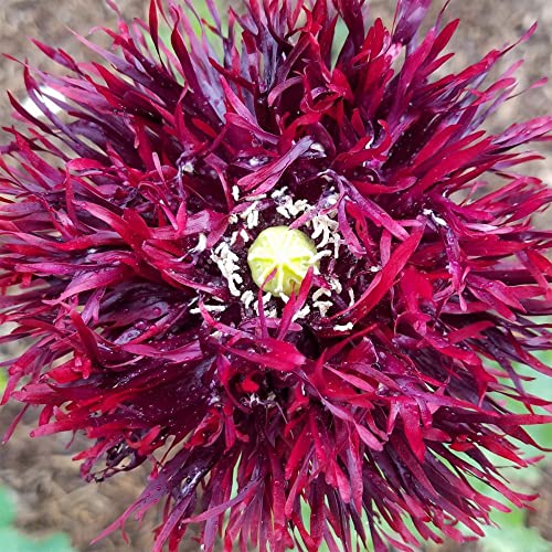 250 Black Swan Peony Poppy Papaver Somniferum Dark Burgundy, Annual, Open Pollinated, Non-Gmo Heirloom Flower Seeds -Qauzuy Garden #TOP9