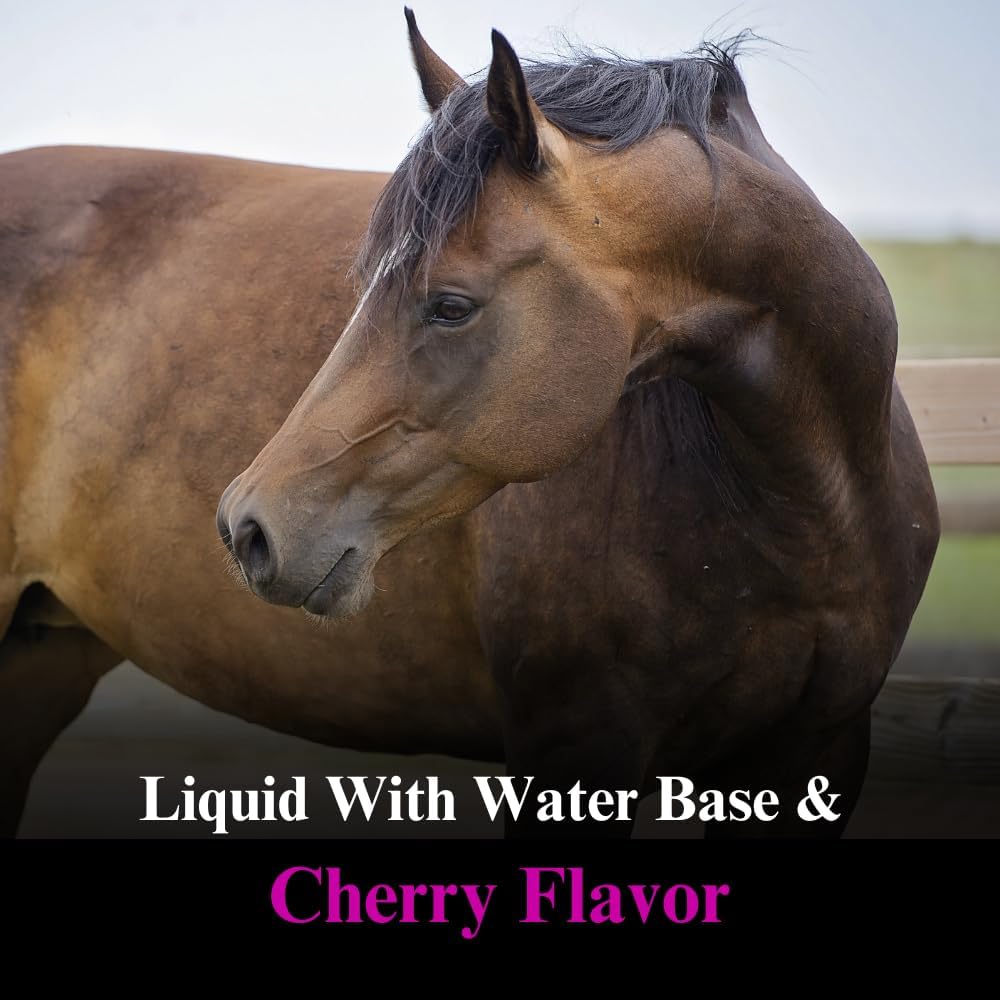 SU-PER DMG 3000 Horse Supplement - Training & Performance Support Liquid - Supports Normal Cardiovascular Immune & Muscle Function - 1 Gallon, 4 Month Supply