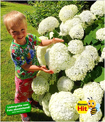 Heckenpflanzen Baldur Garten Schneeball-Hortensie Annabelle