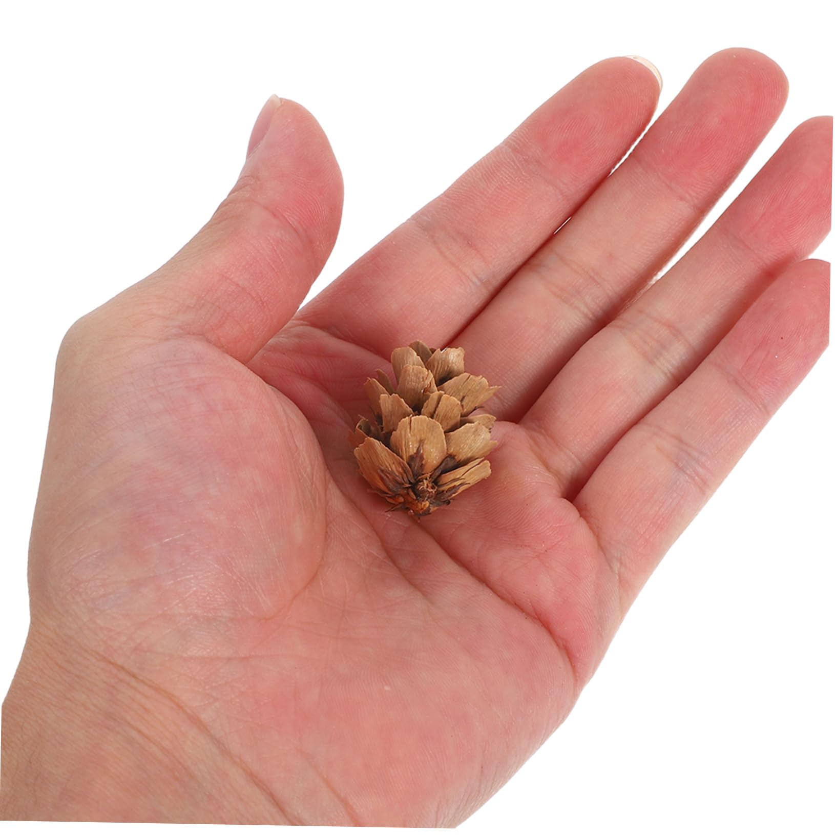Kleiner Kiefernzapfen Dekoration Natürliche Tannenzapfen Bastelmaterial Herbst Deko Zubehör 1–2cm 450 Stück Für Weihnachtsbaum Und Tischdeko