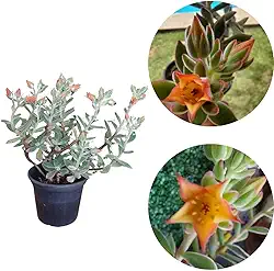 Muda Echeveria Pulvinata Ruby Suculenta Rara Aveludada Cores Meia-sombra Perene Folhagem Verde Claro Ornamental Laranja