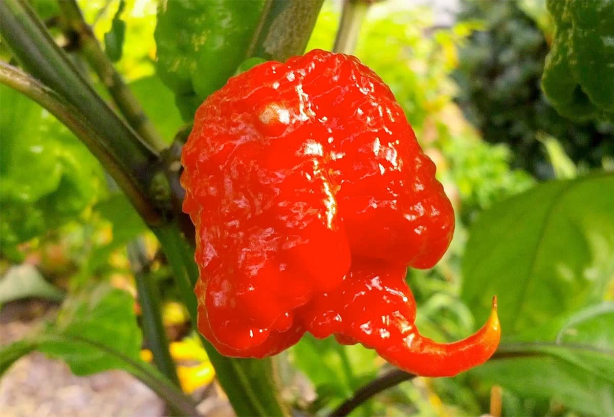 Buy Carolina Reaper Seeds 400 Carolina Reaper Seeds for Planting