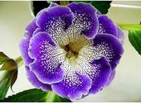 Vista 3 de Generic 100 semillas de flores Gloxinia rosa bebé