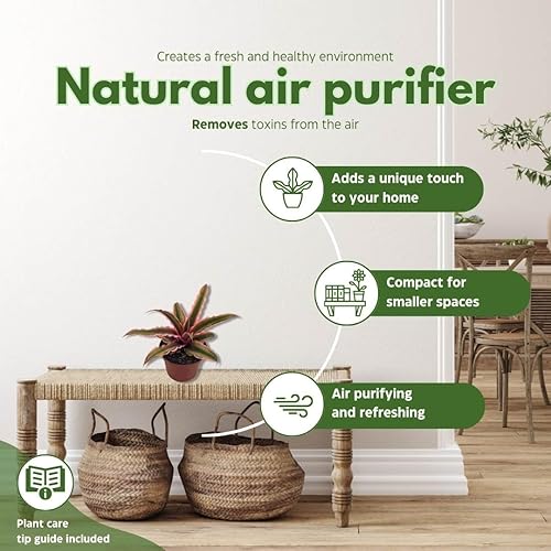 Miniatura 8 de BubbleBlooms Cryptanthus Bivittatus en una maceta de 2 pulgadas abigarrado rosa y verde, bromelia, estrella de la tierra, pequeña planta de