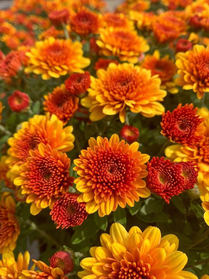 Radha Krishna Agriculture® Chrysanthemum Guldwari Imported flower seeds For Gardening multicolor Pack of 100 seeds (DARK ORANGE) (B0D4QD4LJ6) Amazon Price History, Amazon Price Tracker