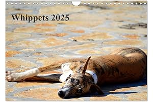 2025 Whippet Calendar: Enchanting Images of Graceful Canines