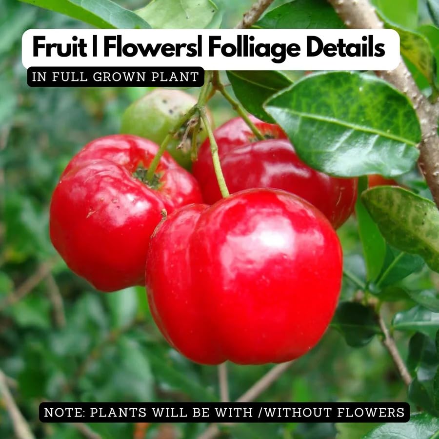 Image of Barbados Sweet Cherry Live Fruit Plant for Home Garden | Dwarf Fruit Plant for Pots | Easy Growing Cherry Plant for Balcony, Terrace, Outdoor & Indoor Sunlight | Fast Growing Fruit Tree