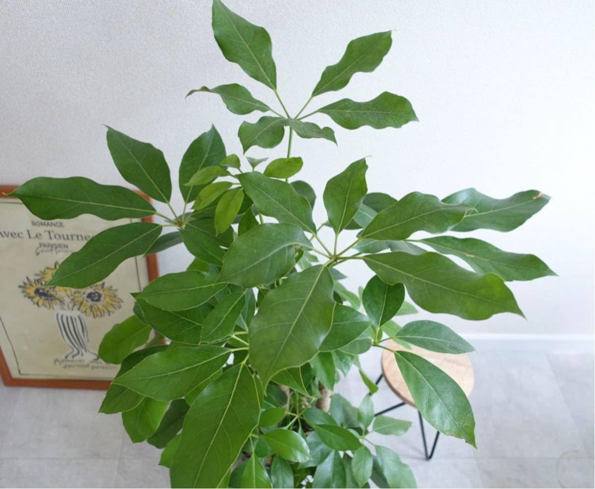 Amazon.co.jp: シェフレラ ブラッサイア アンブレラツリー 観葉植物