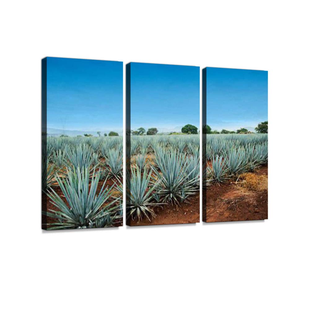 Tequila Landscape 3 Pieces Print On Canvas Wall Artwork Modern Photography Home Decor Unique Pattern Stretched and Framed 3 Piece