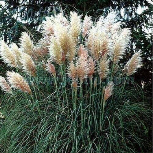 Kings Seeds - Grass Pampas Grass Cortaderia Argentea - 100 Seeds by Wafer