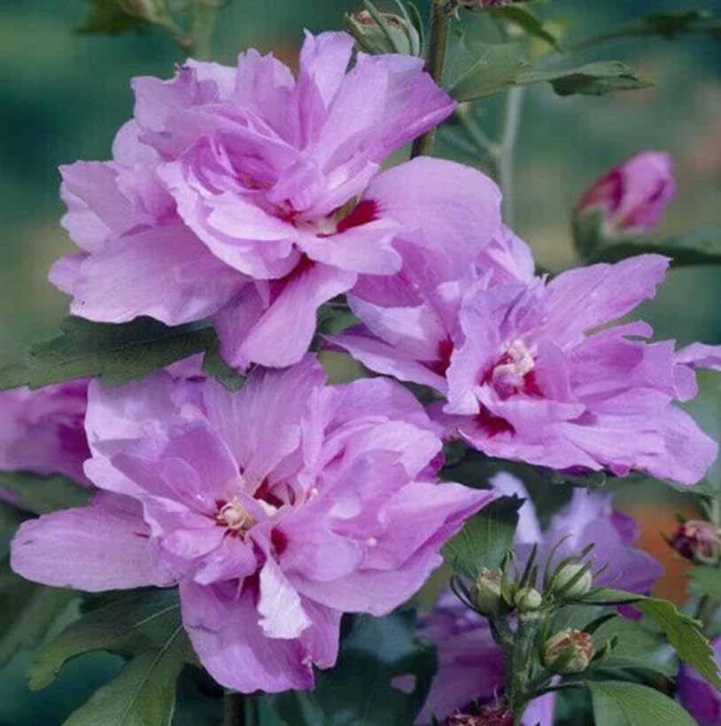 2 Purple Ardens Rose of Sharon Bareroot