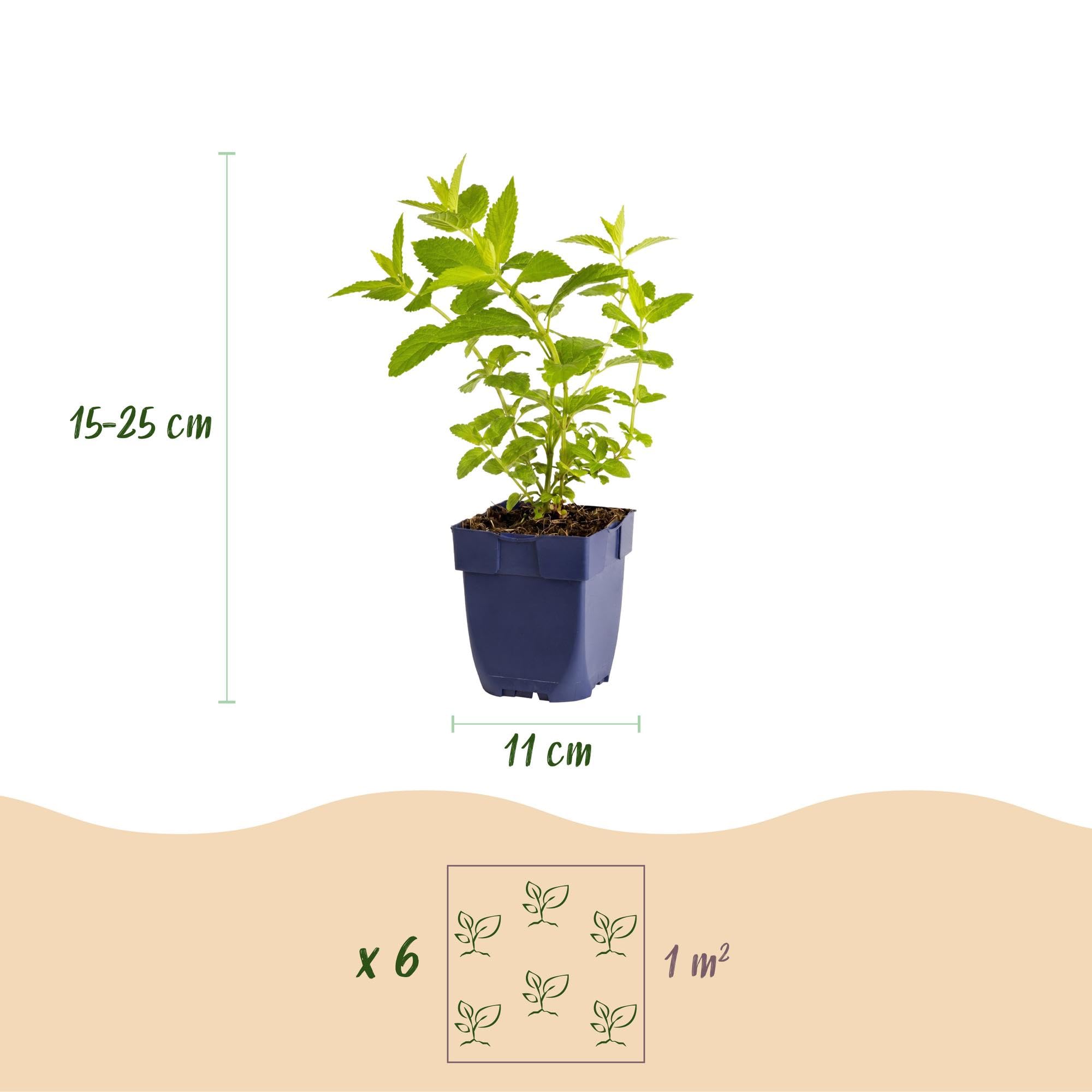 Nepeta Perenne per Giardino, Attira Api, Rosa Lilla, Set 12 Vaso 11cm