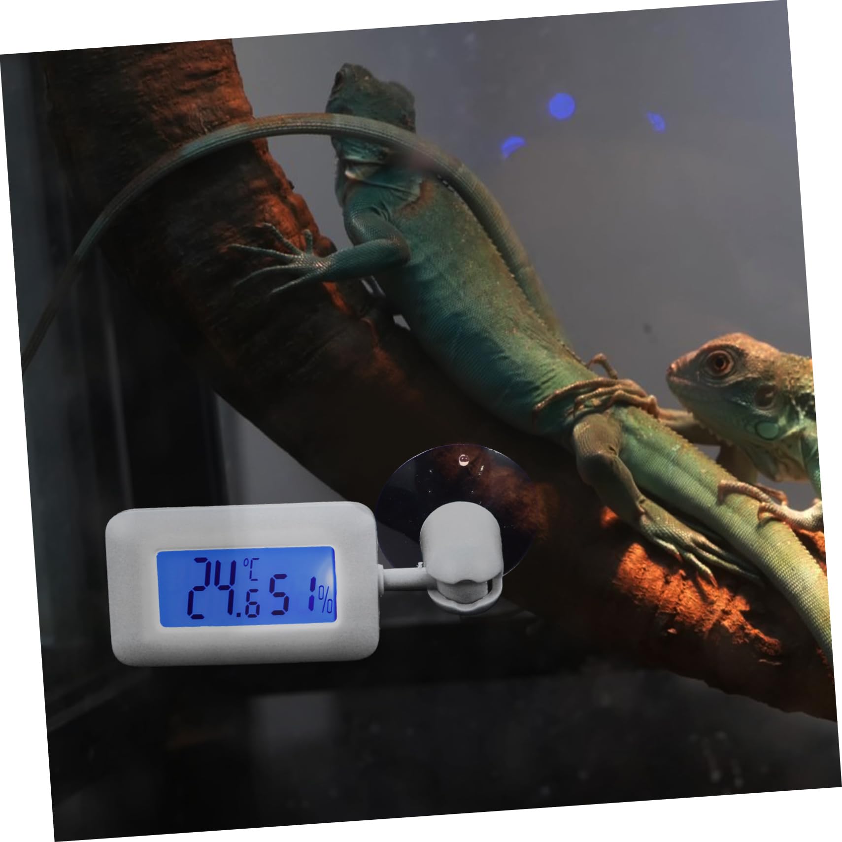 DOITOOL 4piezas Digital Para Reptiles Medidor De Temperatura Rotatorio Succión Para Acuarios y Terrarios Dispositivo De Medición De Temperatura Para Tortugas y Lagartos