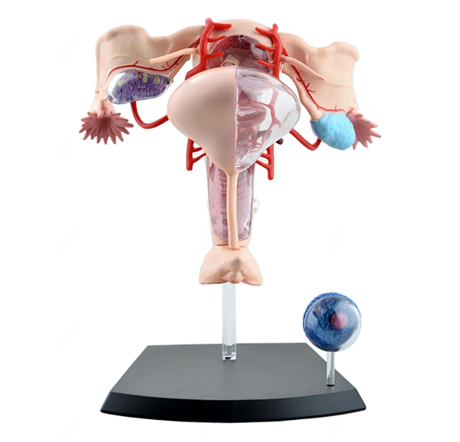 4D Human Female reproductive Anatomy Model of Female Uterus, Detachable 19 Parts Female Genitourinary System Model for Study Display Teaching Medical Model Uterus Ovary Muscle