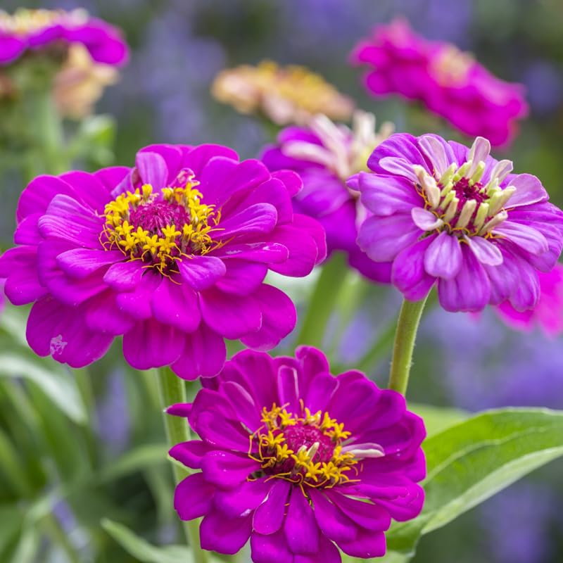 Zinnia elegans Purple Prince Seeds