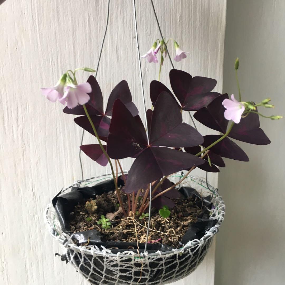 Oxalis triangularis Purple Shamrock Butterfly Plant, Dark Purple Triangular Foliage, Low-Maintenance Indoor Plant-image-14