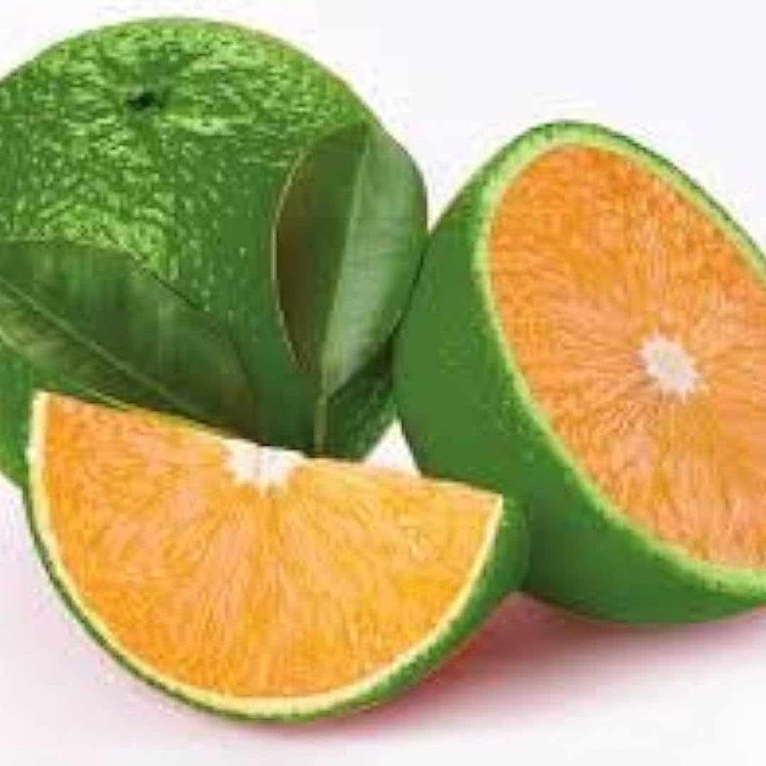 MITU Vietnam All time Malta plant, (grafted) Vieatnam All Season Sweet Malta Mosambi orange