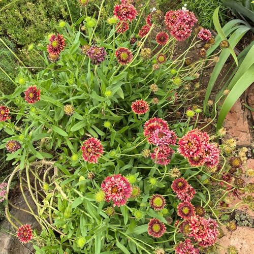 kokardenblume - blumenwiese mehrjährig wildblumen balkonblumen bio blumenbeet winterharte kübelpflanzen steingartenpflanzen 200sanem