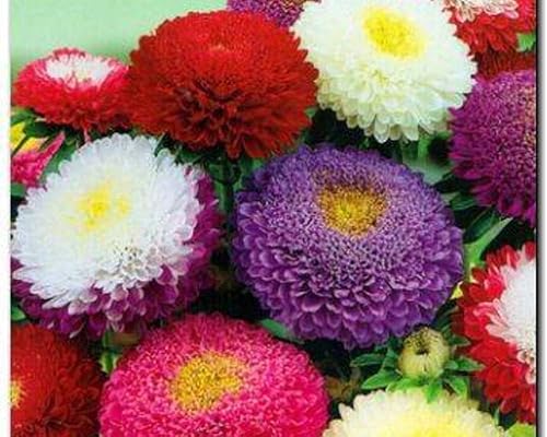 Miniatura 8 de Semillas Aster Suprime Mix Flores Anuales