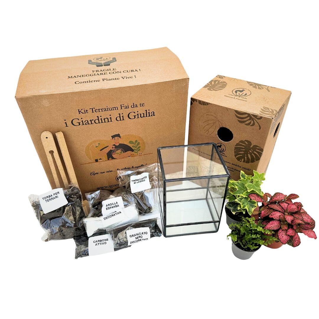 I GIARDINI DI GIULIA - Kit Terrarium DIY | Contenedor Geométrico de Vidrio y Hierro | Incluye 3 Plantas y Sustratos | Ideal para Diseño de Interiores, Negro y Transparente
