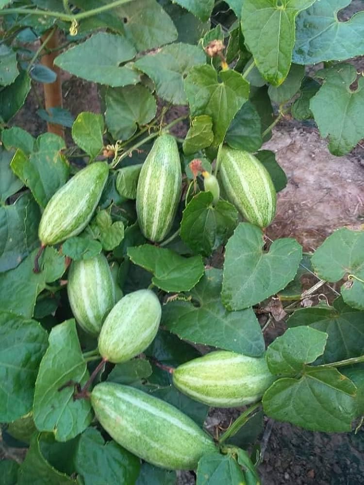 15 seeds,Parwal seeds hybrid, Germination tested (15 seeds) (B0CGXBDQ1X) Amazon Price History, Amazon Price Tracker